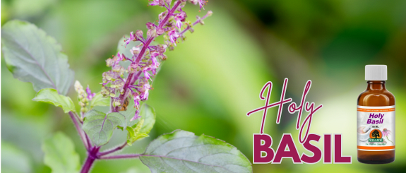 Holy Basil