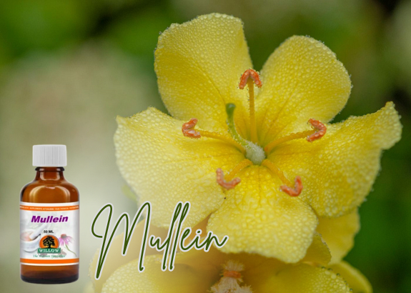 Mullein